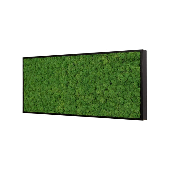 Moosbild Islandmoos 50x25cm Rahmenfarbe Anthrazit - Dream in Green