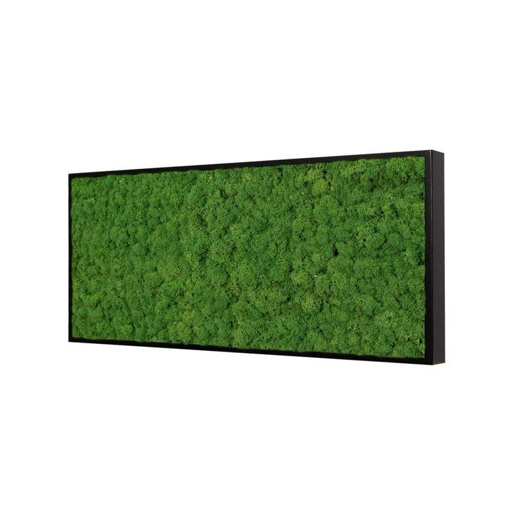 Moosbild Islandmoos 50x25cm Rahmenfarbe Anthrazit - Dream in Green