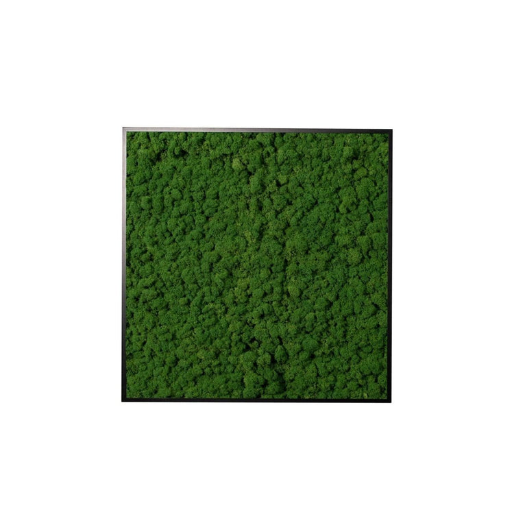 Moosbild Islandmoos 50x50 cm - Dream in Green