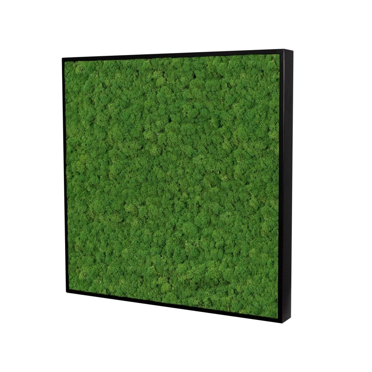 Moosbild Islandmoos 50x50 cm - Dream in Green