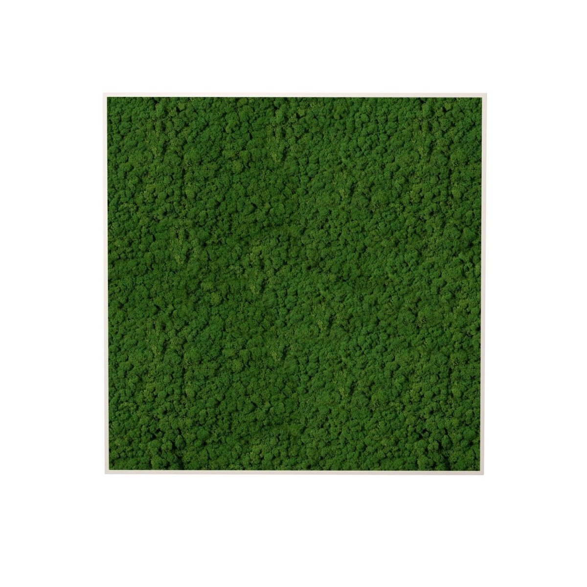 Moosbild Islandmoos 50x50 cm - Dream in Green