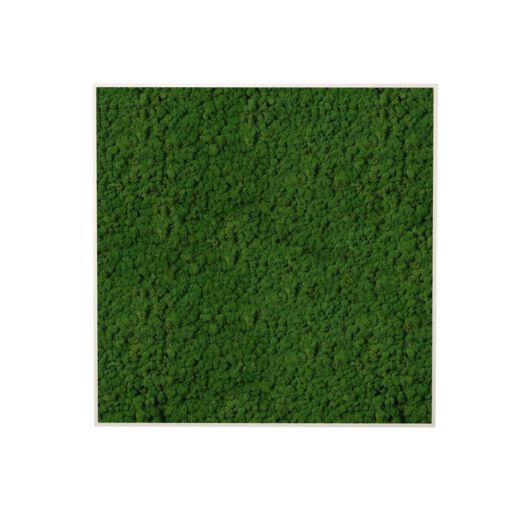 Moosbild Islandmoos 50x50 cm - Dream in Green
