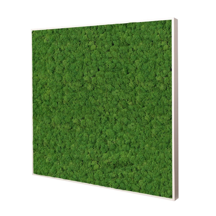 Moosbild Islandmoos 50x50 cm - Dream in Green