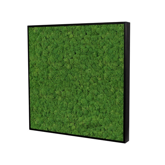 Moosbild Islandmoos 55x55 cm - Dream in Green