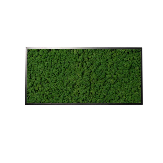 Moosbild Islandmoos 60x30cm Rahmenfarbe Schwarz - Dream in Green