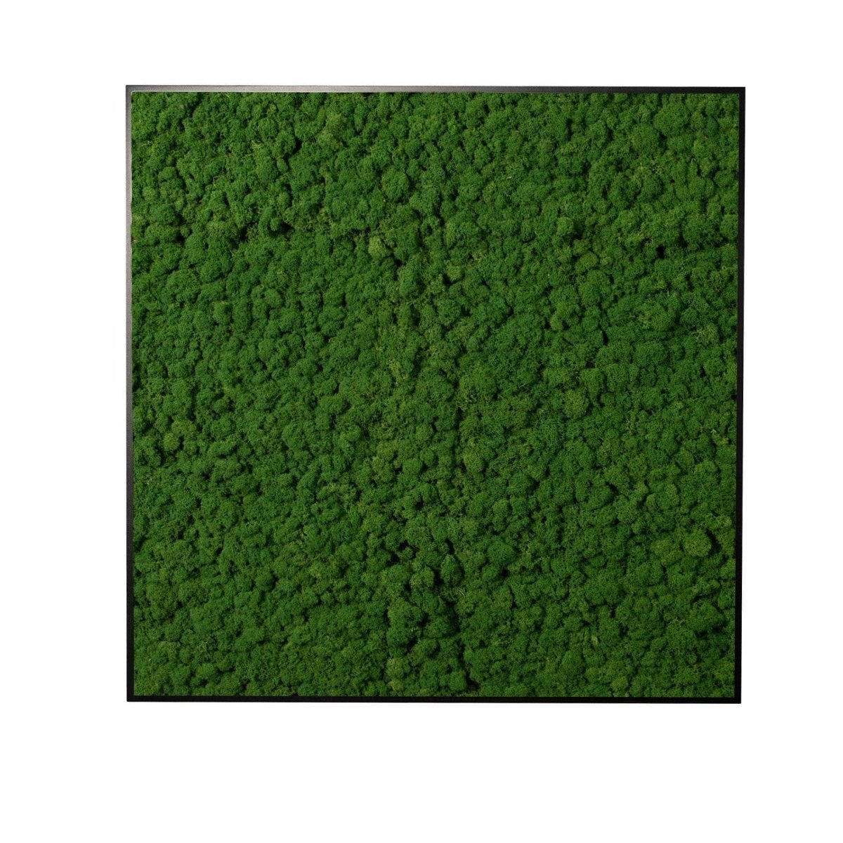 Moosbild Islandmoos 75x75 cm - Dream in Green