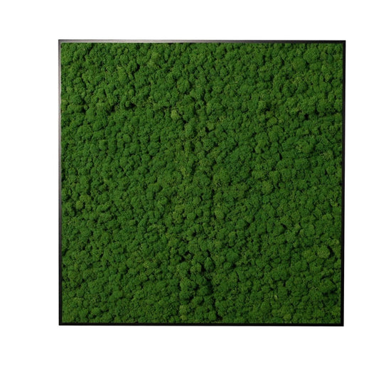 Moosbild Islandmoos 75x75 cm - Dream in Green