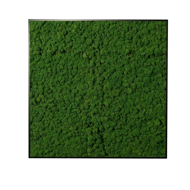 Moosbild Islandmoos 75x75 cm - Dream in Green