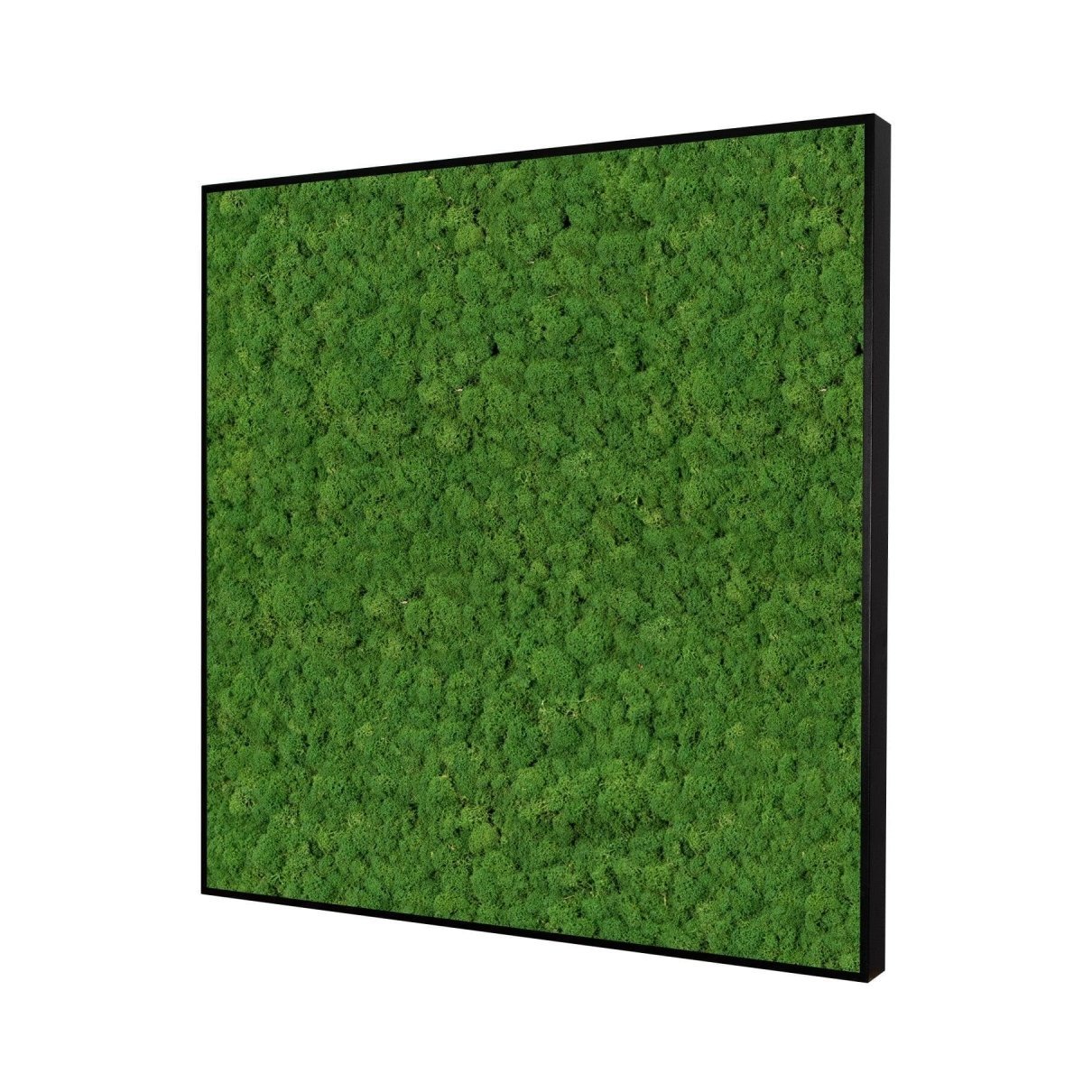 Moosbild Islandmoos 75x75 cm - Dream in Green
