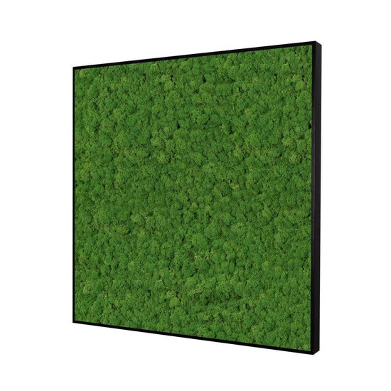 Moosbild Islandmoos 75x75 cm - Dream in Green