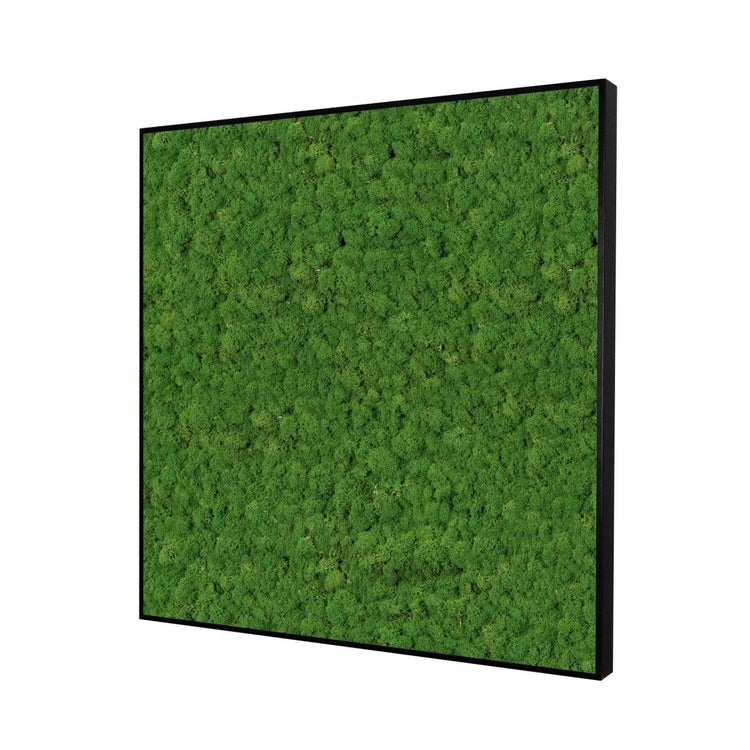 Moosbild Islandmoos 75x75 cm - Dream in Green