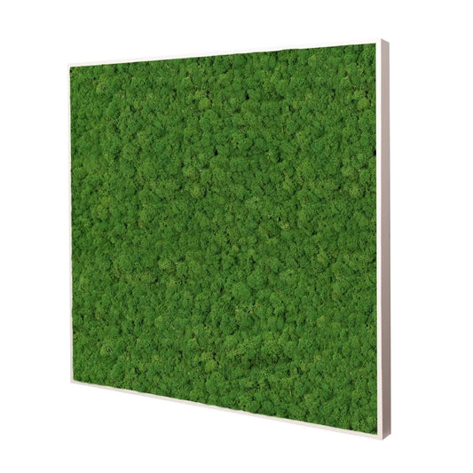 Moosbild Islandmoos 80x80 cm - Dream in Green