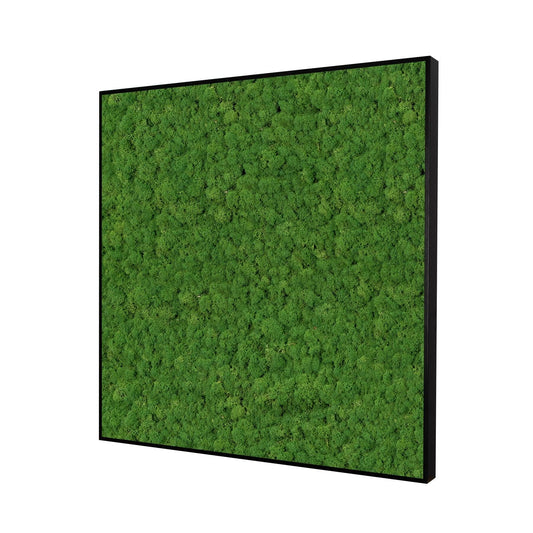Moosbild Islandmoos 80x80 cm - Dream in Green