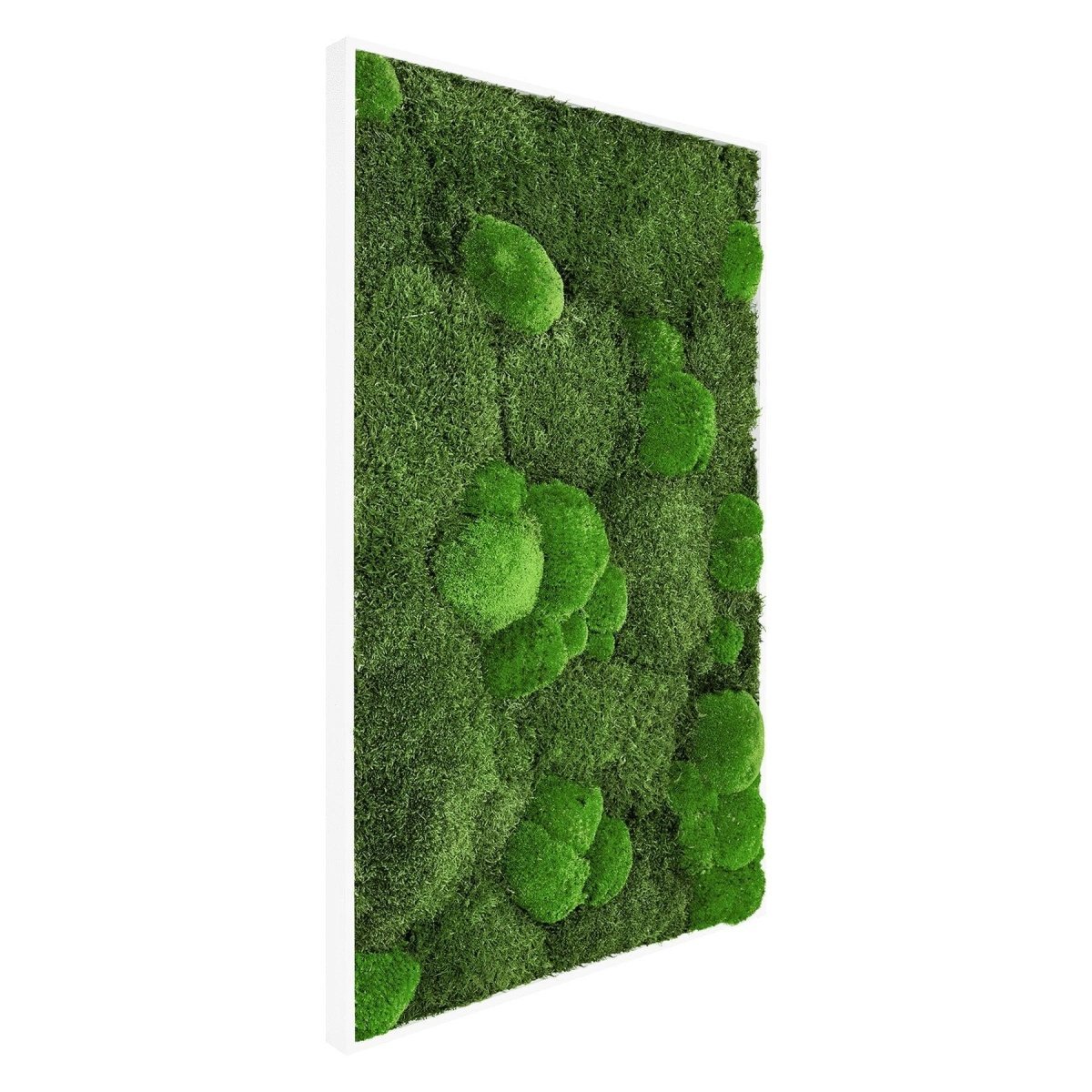 Moosbild Mixmoos 100x50cm - Dream in Green