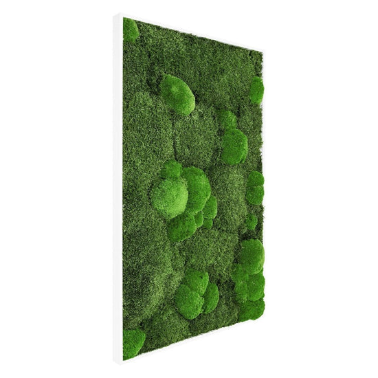 Moosbild Mixmoos 100x50cm - Dream in Green