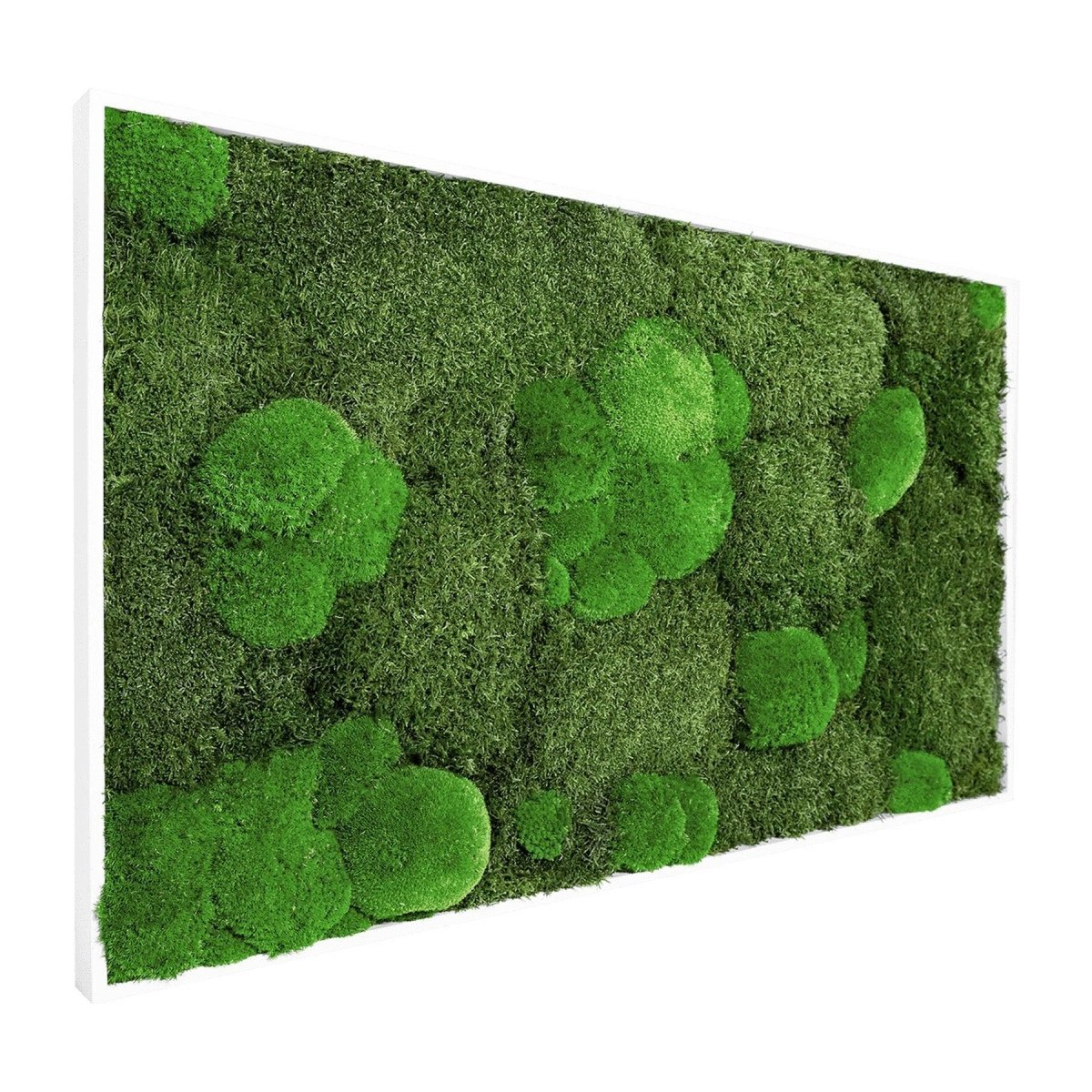 Moosbild Mixmoos 100x50cm - Dream in Green