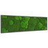 Moosbild Mixmoos 150x50cm - Dream in Green