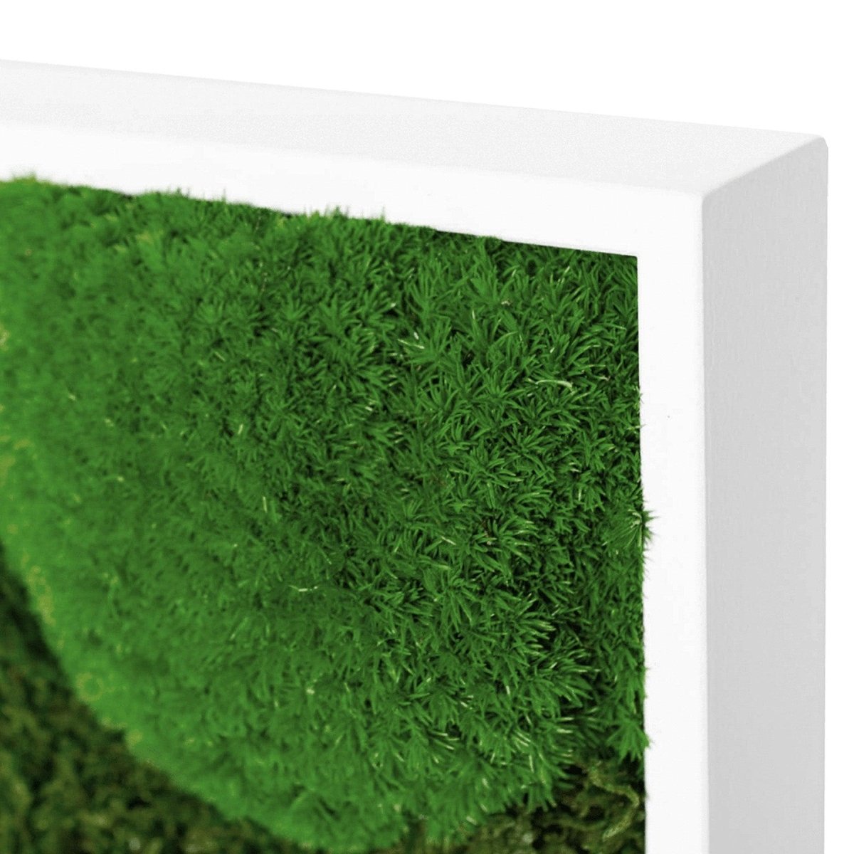 Moosbild Mixmoos 50x25cm - Dream in Green