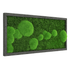 Moosbild Mixmoos 50x25cm - Dream in Green