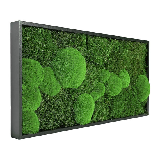 Moosbild Mixmoos 50x25cm - Dream in Green