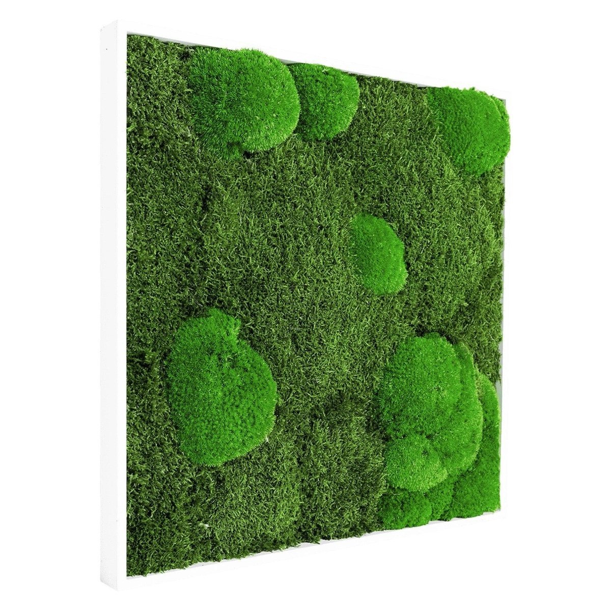 Moosbild Mixmoos 50x50cm - Dream in Green