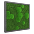 Moosbild Mixmoos 50x50cm - Dream in Green