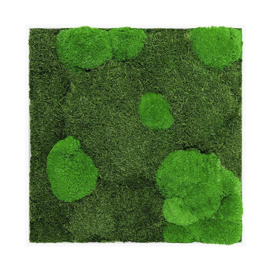 Moosbild Mixmoos 50x50cm - Dream in Green