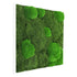 Moosbild Mixmoos 55x55cm Schwarz - Dream in Green