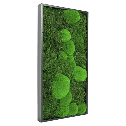 Moosbild Mixmoos 60x30cm Schwarz - Dream in Green