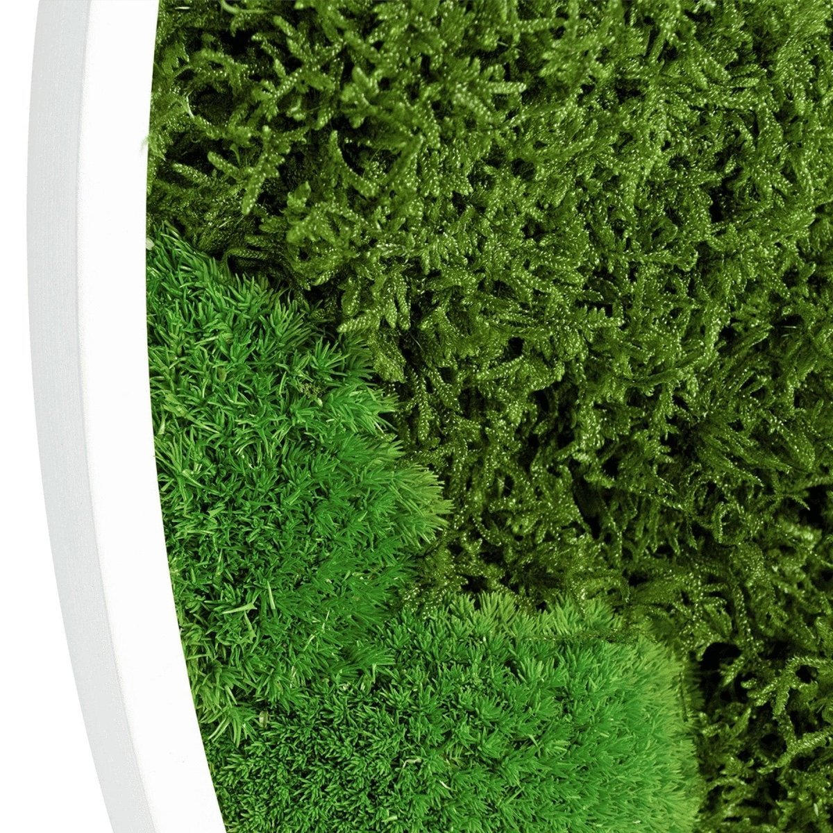 Moosbild Mixmoos Rund 50cm - Dream in Green