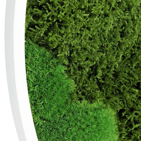 Moosbild Mixmoos Rund 50cm - Dream in Green