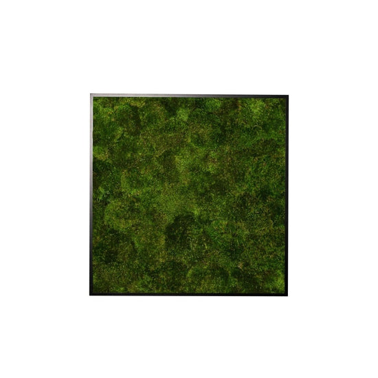Moosbild Provence 55x55 cm - Dream in Green