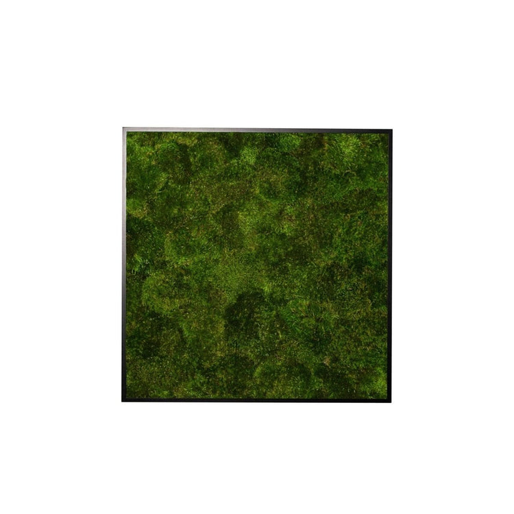 Moosbild Provence 55x55 cm - Dream in Green