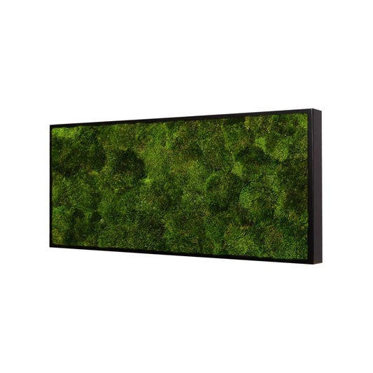 Moosbild Provence Moos 60x30 cm - Dream in Green
