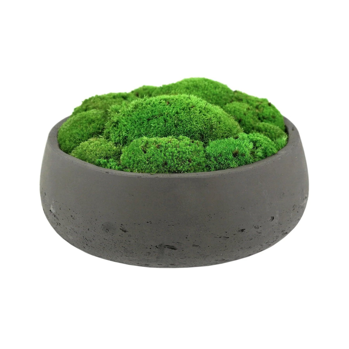 Moosschale Hügelmoos - Dream in Green